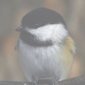 FLY AROUND AND TAKE A LOOK!